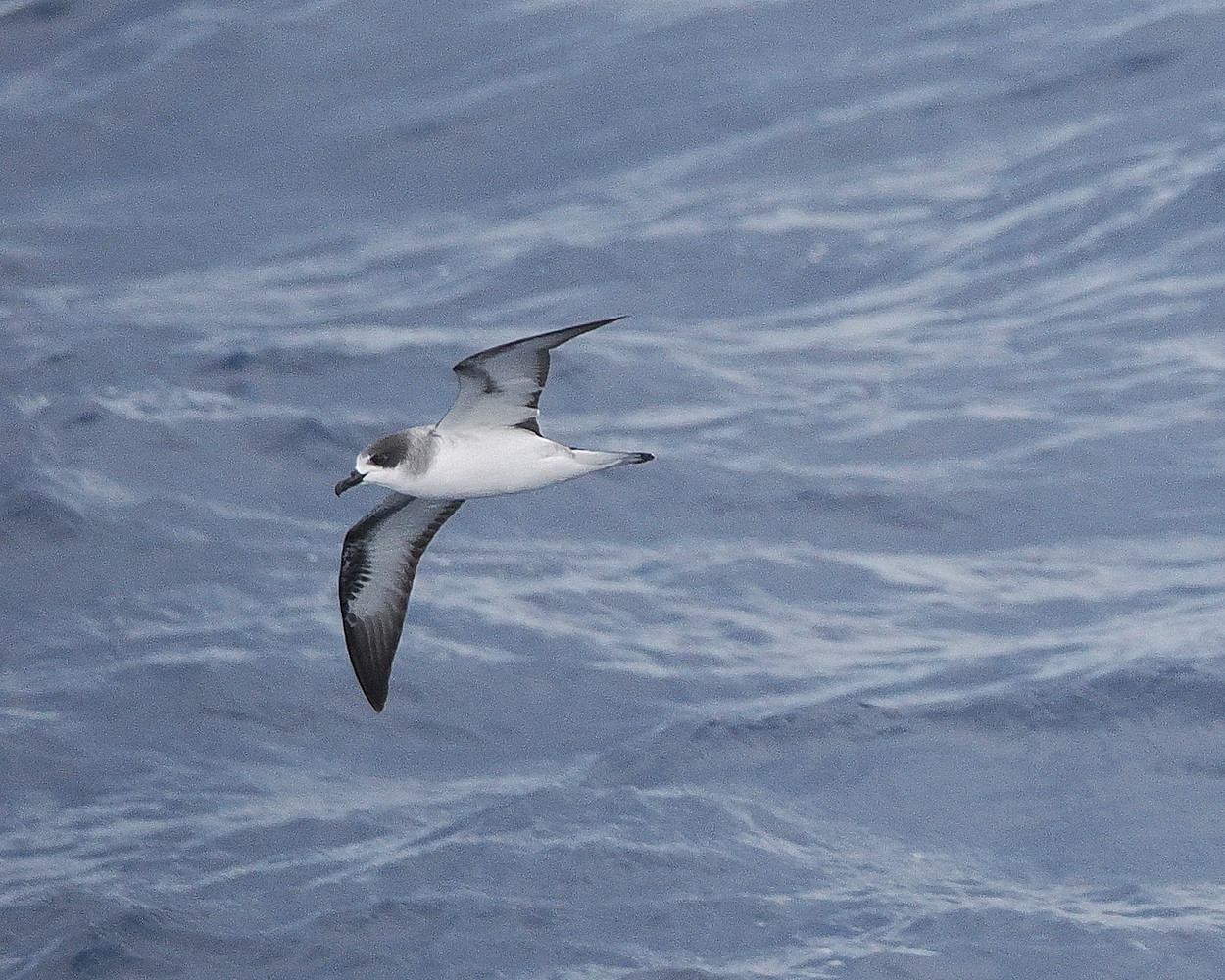 image Barau's Petrel
